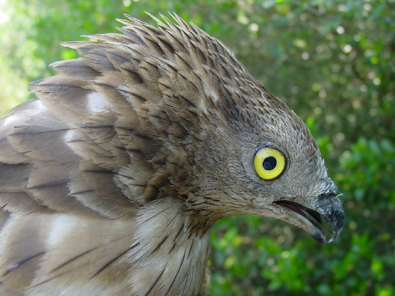 Falco pecchiaiolo - Pernis apivorus